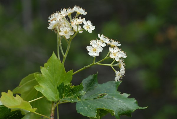 Sorbus torminalis9 [1600x1200].JPG