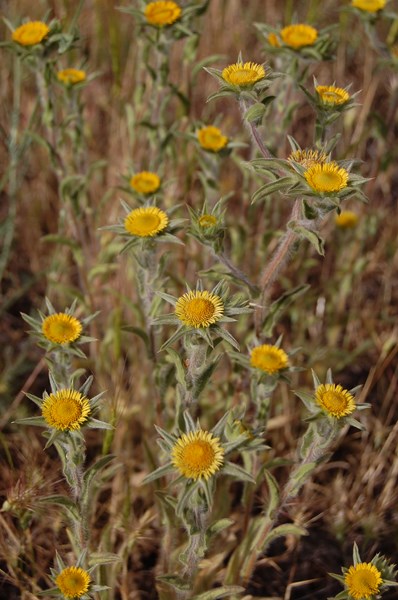 Pallenis spinosa [1600x1200].JPG
