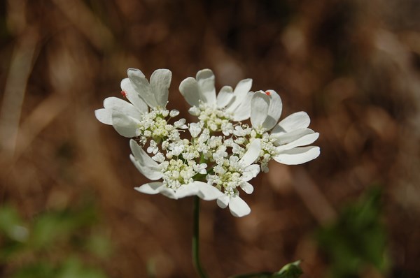Orlaya grandiflora2 [1600x1200].JPG
