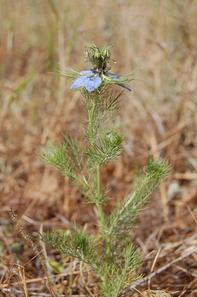 Nigella damascena9 [1600x1200].JPG