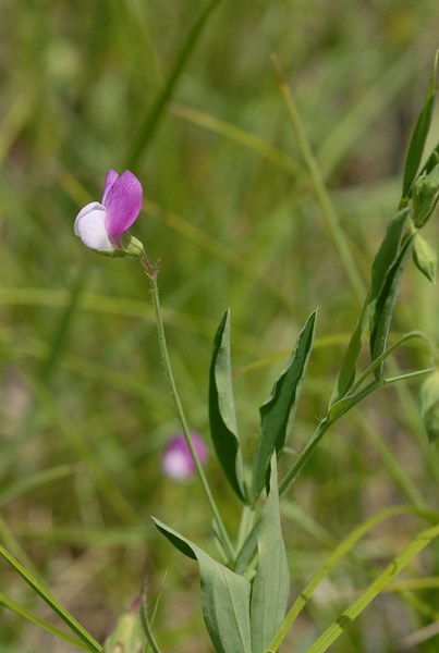 Lathyrus hirsutus3 [1600x1200].JPG