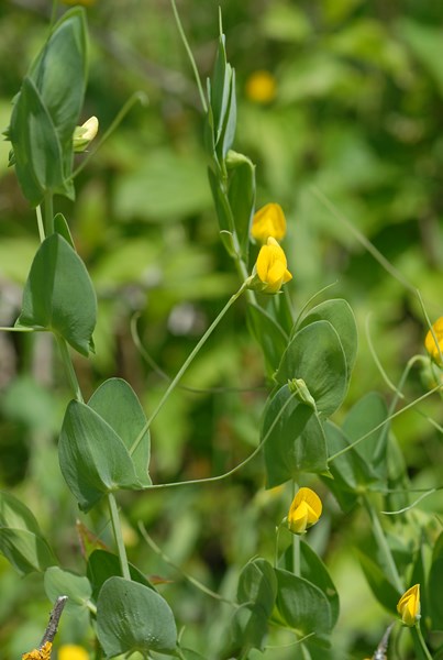Lathyrus aphaca4 [1600x1200].JPG