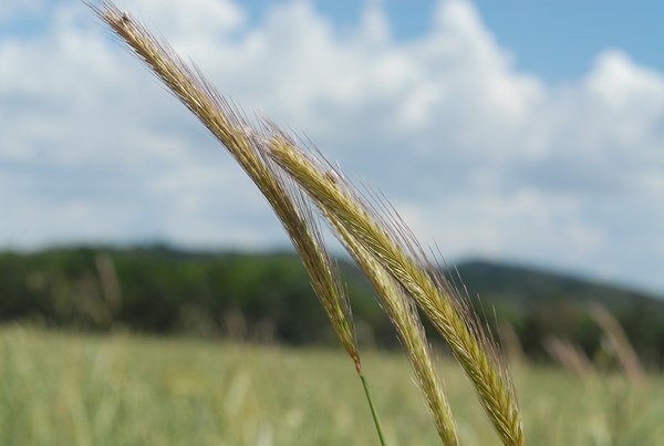 Hordeum bulbosum4 [1600x1200].JPG
