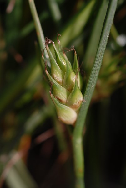 Carex hordeistichos7 [1600x1200].JPG