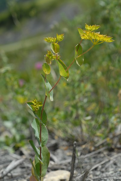 Bupleurum rotundifolium5 [1600x1200].JPG