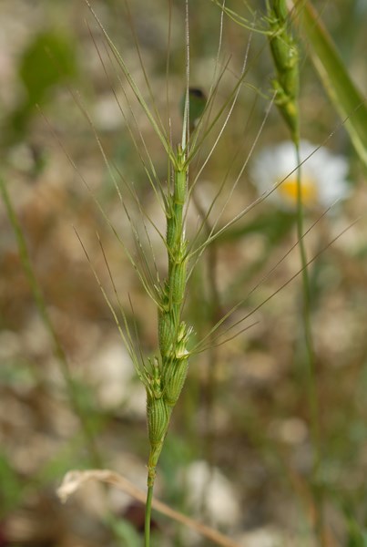 Aegilops triuncialis4 [1600x1200].JPG