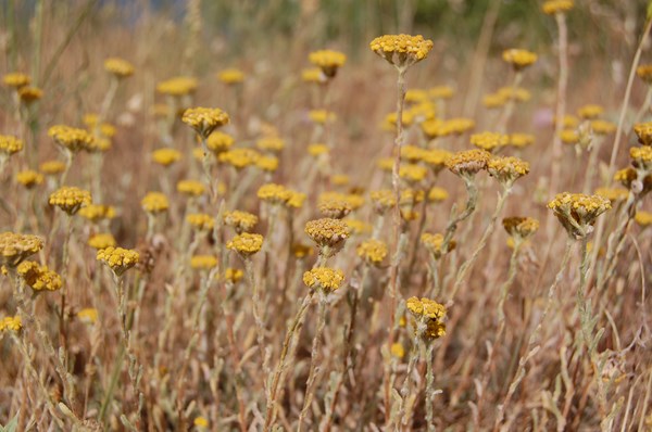 Achillea tomentosa3 [1600x1200].JPG