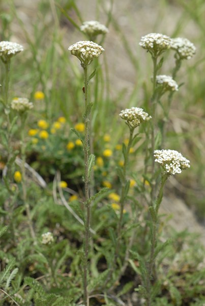 Achillea odorata3 [1600x1200].JPG