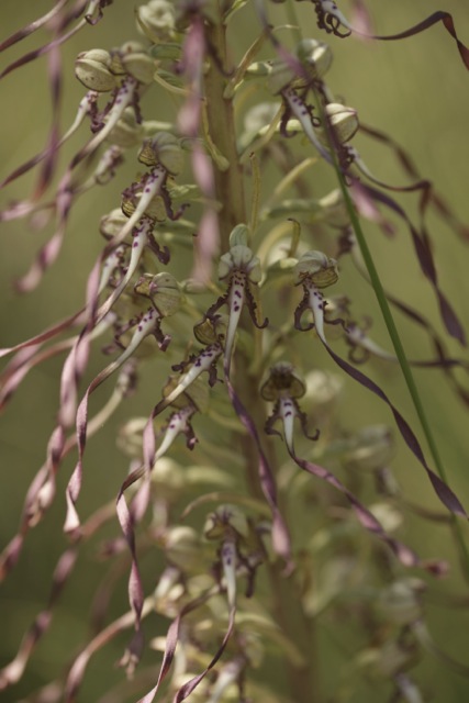 Himantoglossum hircinum