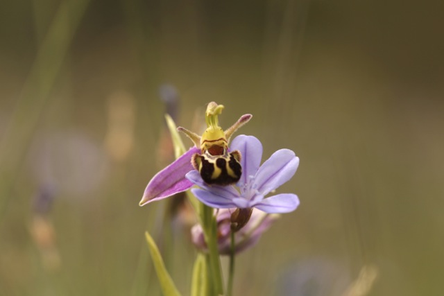 Ophrys apifera un peu fleur bleue