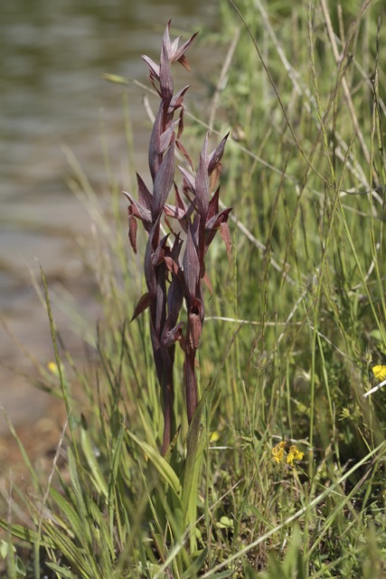 Serapias vomeracea ,( le clou de la sortie pour moi )