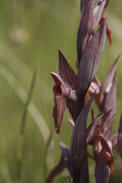 Serapias vomeracea