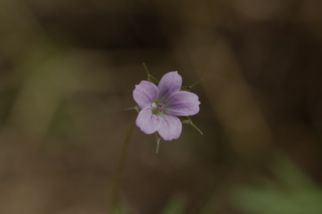 Geranium columbinum , première rencontre aussi