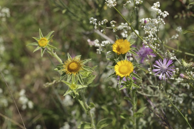 Pallenis spinosa , Galium cinereum et galactites elegans