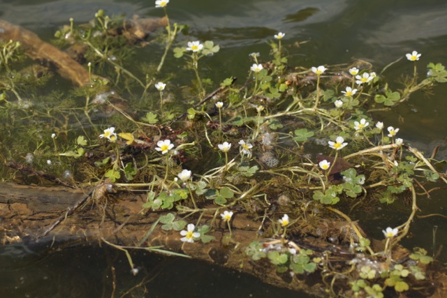 Ranunculus peltatus