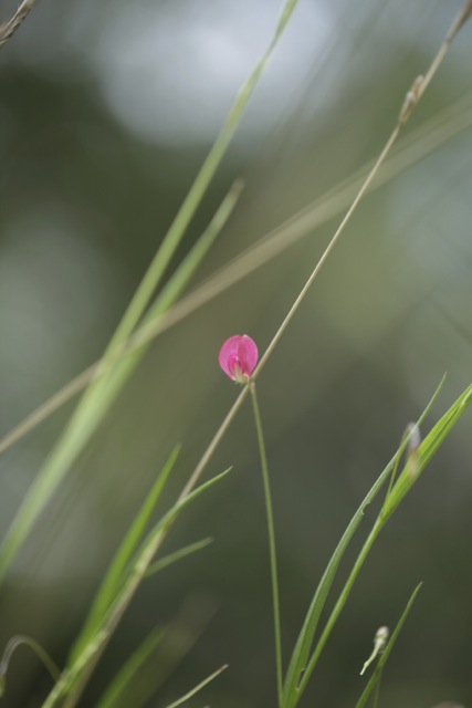 Lathyrus nissolia