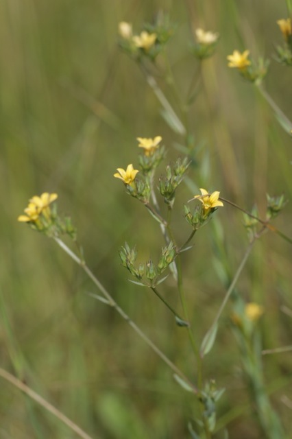 Linum strictum