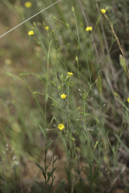 Linum trigynum
