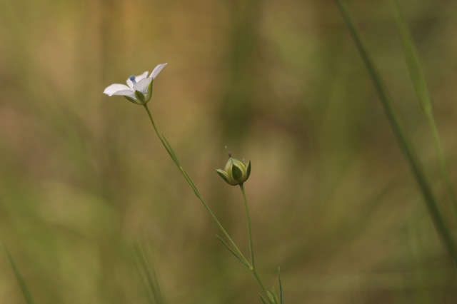 Linum usitatissimum subsp. angustifolium