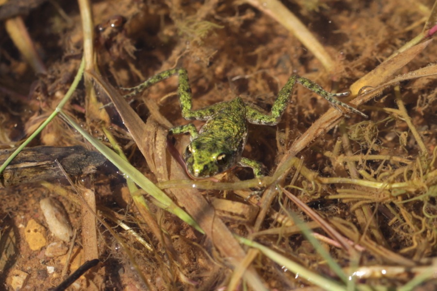 Pelodytes punctatus