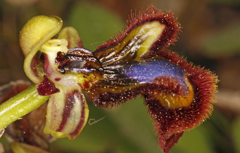 Orchidées - Ophrys speculum (= ciliata) (O. miroir) - red.jpg