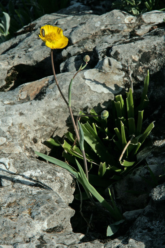 Ranunculacées - Ranunculus gramineus red.jpg