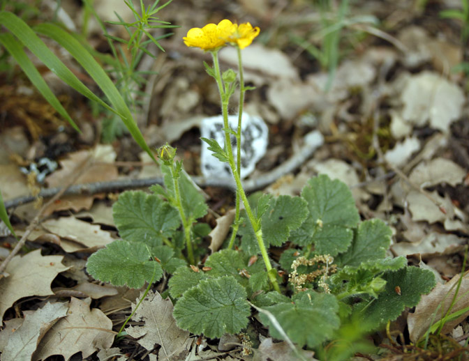 Rosacées - Geum sylvaticum (Benoite des bois) - red.jpg