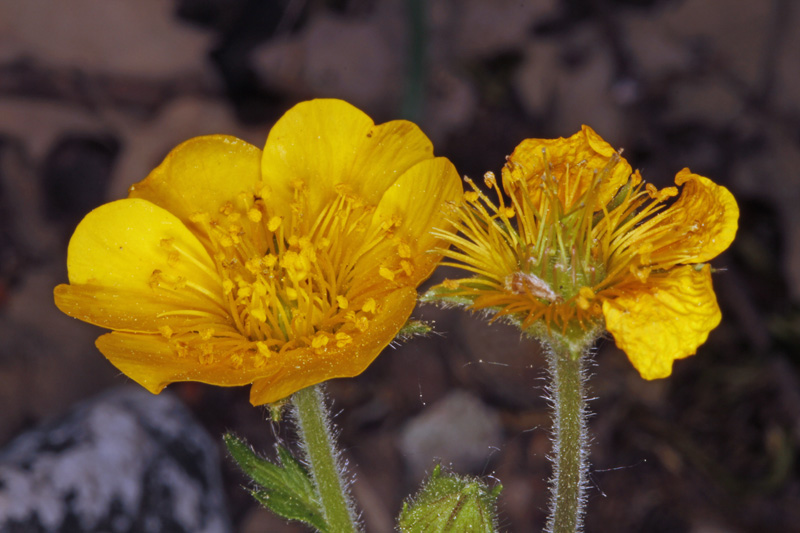 Rosacées - Geum sylvaticum (Benoite des bois) - red 2.jpg