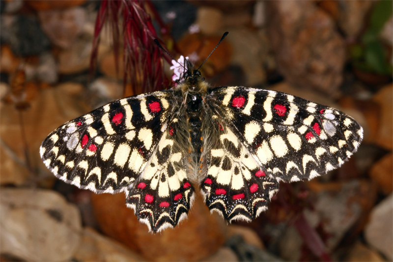 Lépidoptères - Papilionidae - Zerynthia rumina (Proserpine) red.jpg