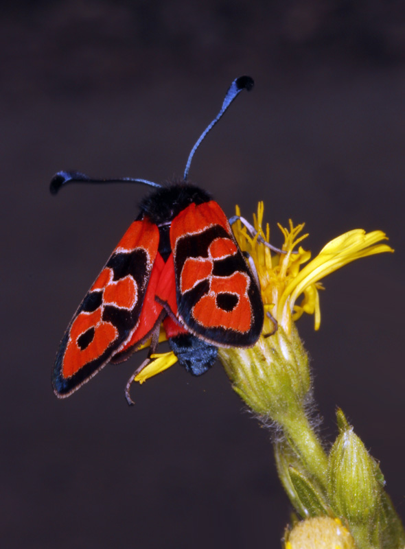 Lépidoptères - Zygaenidae - Zygaena fausta (Zygène de la Bruyère) - red.jpg