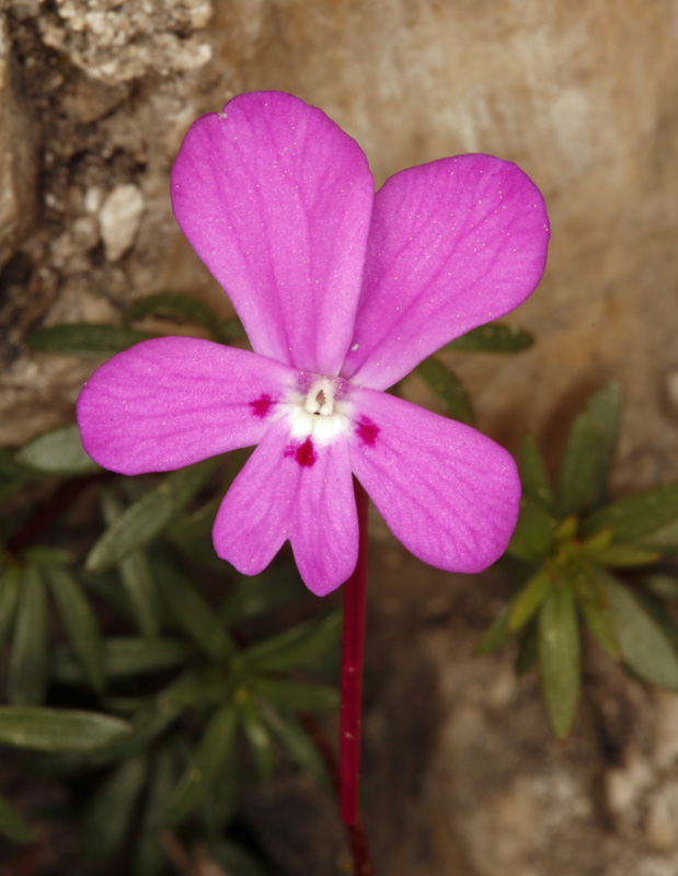 Violacées - Viola cazorlensis - red.jpg