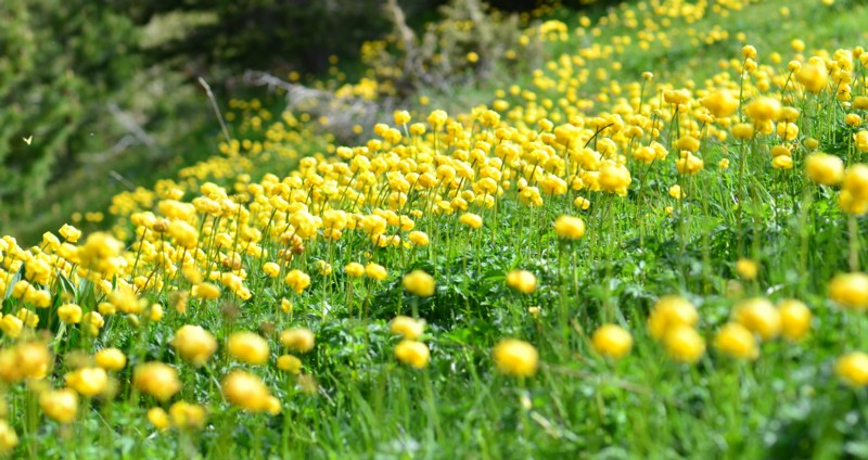 01 Trollius europaeus.JPG