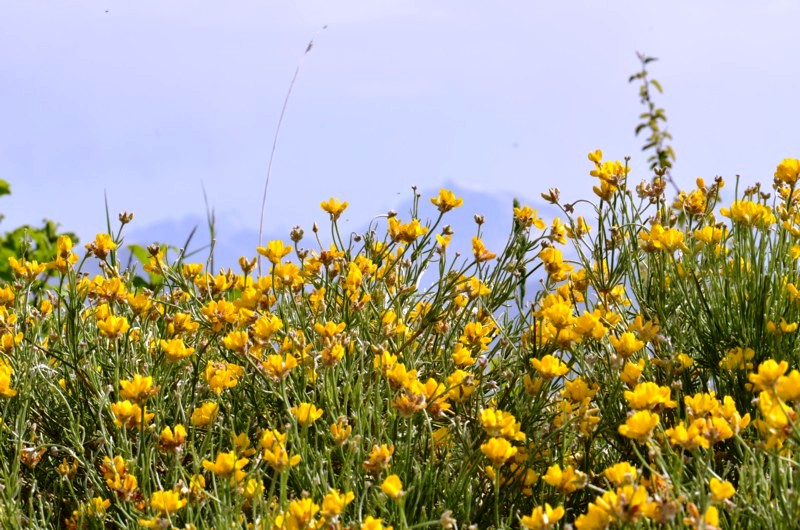 03 Genista radiata.JPG
