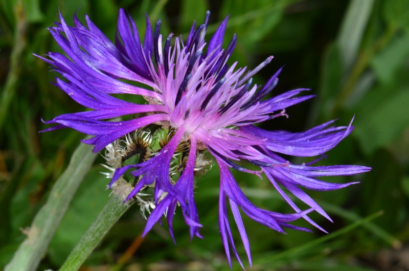 08 Centaurea triumfetti.JPG