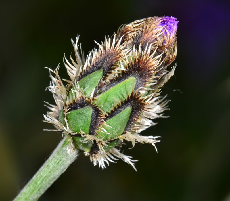 09 Centaurea triumfetti.JPG