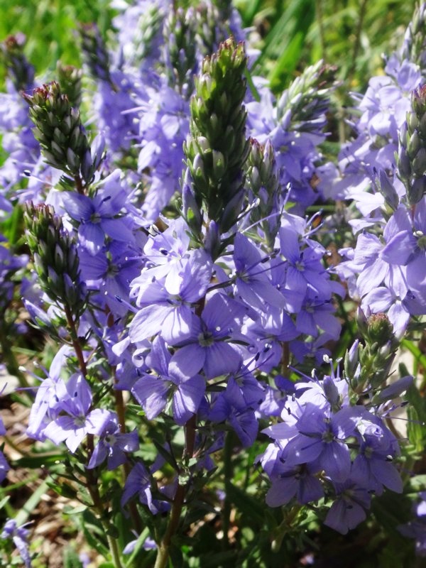 10 Veronica sp.JPG