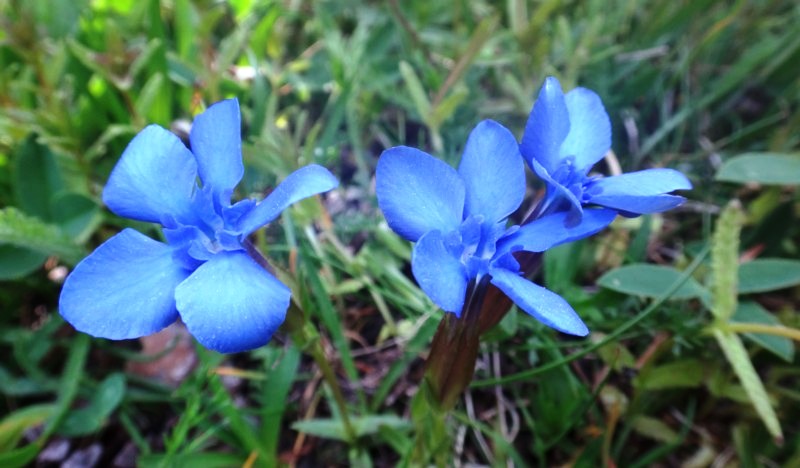 11 Gentiana delphinensis.JPG