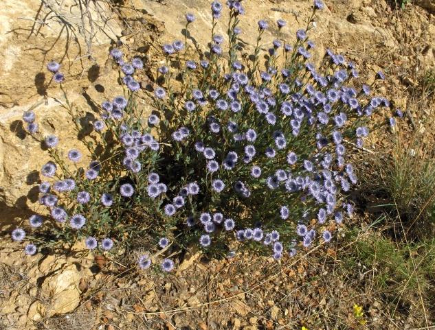 Globularia (1bis) [50%]A.jpg