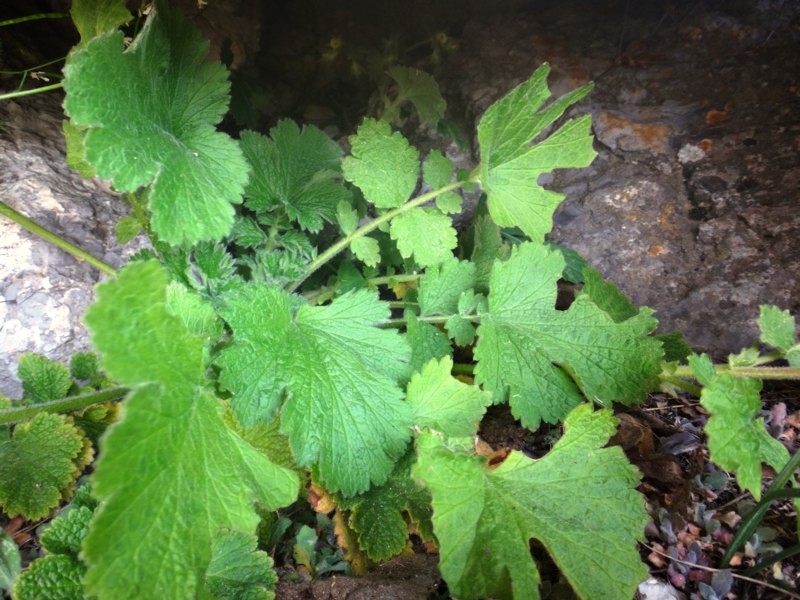 13 Geum heterocarpum.JPG