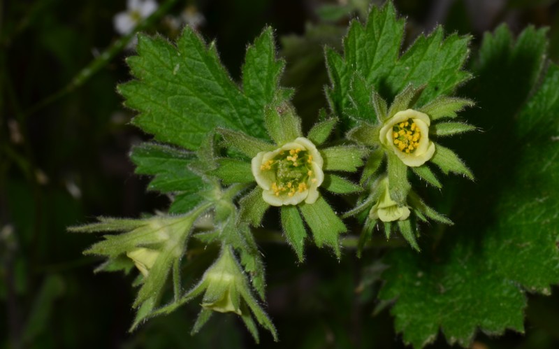 14 Geum heterocarpum.JPG
