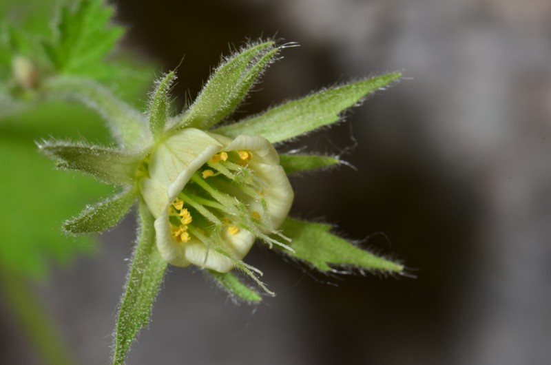 15 Geum heterocarpum.JPG