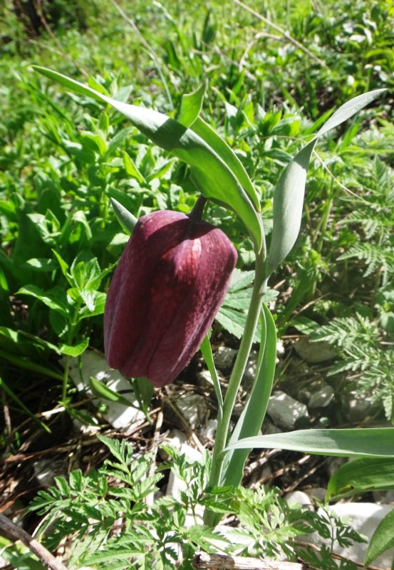 17 Fritillaria tubiformis.JPG