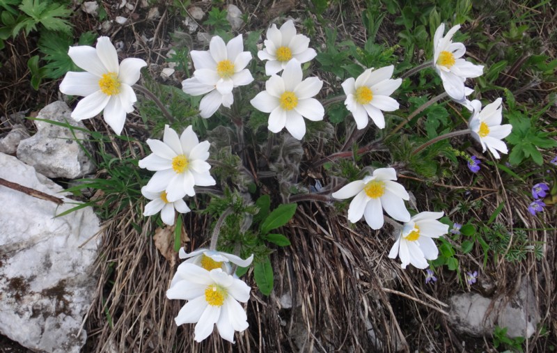 18 Pulsatilla alpina.JPG