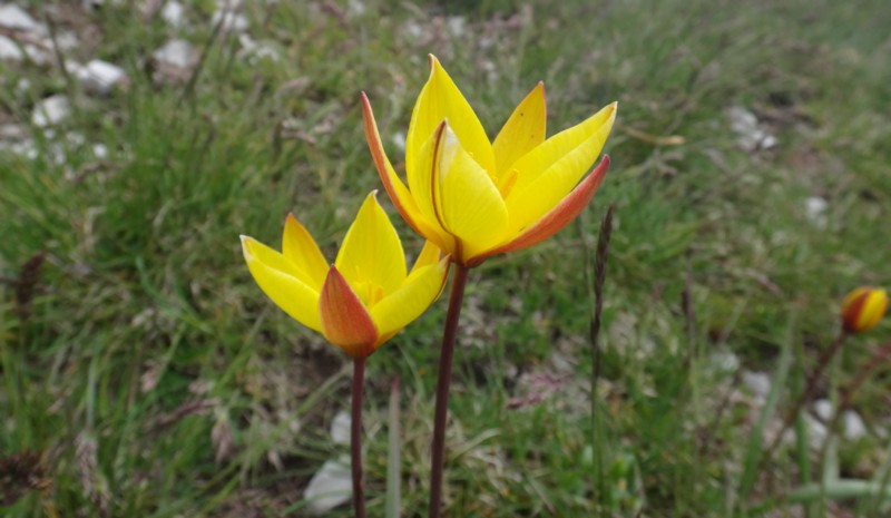 20 Tulipa australis.JPG