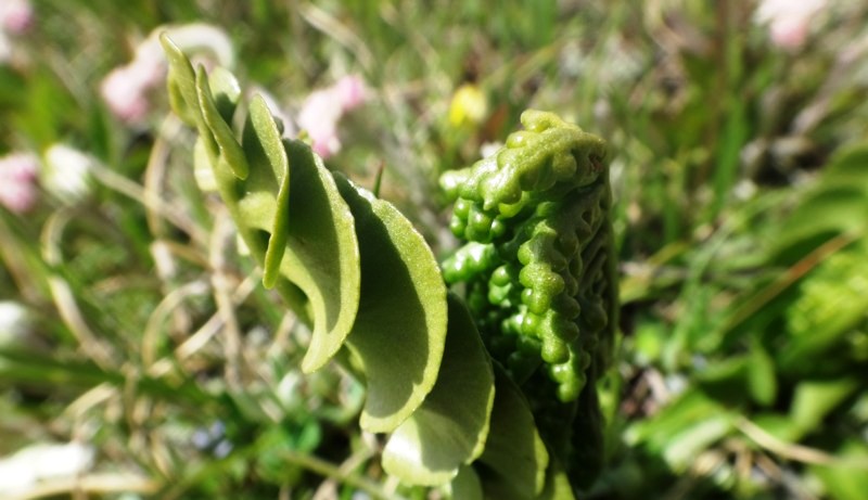 21 Botrychium lunaria.JPG