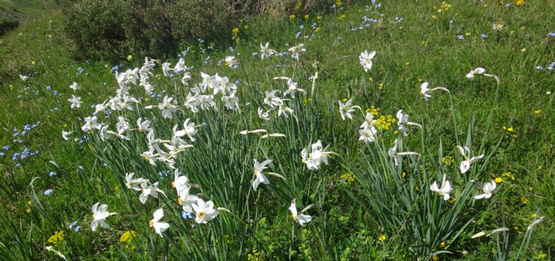 22 Narcissus poeticus.JPG