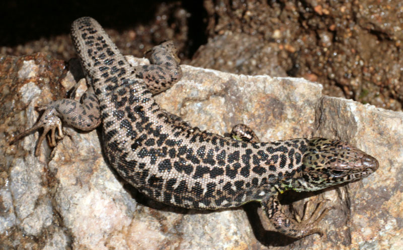 Reptile - Squamata - Lacertidae - Lacerta schreiberis (Lézard vert ibérique) femelle red 1.jpg
