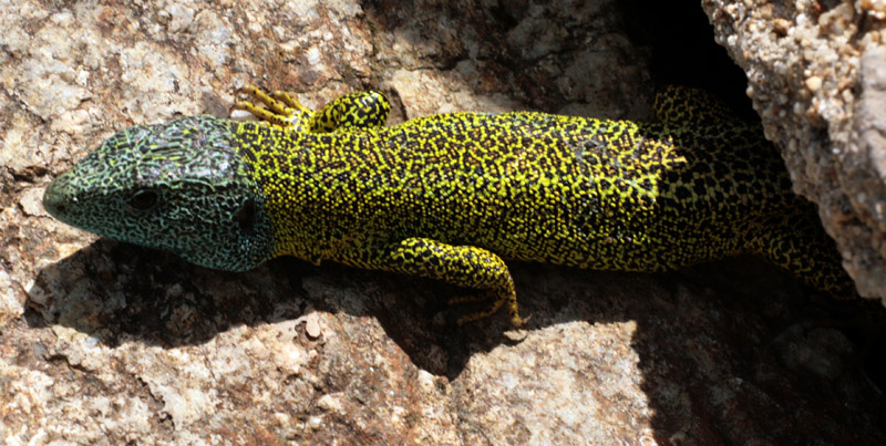 Reptile - Squamata - Lacertidae - Lacerta schreiberis (Lézard vert ibérique) red1.jpg