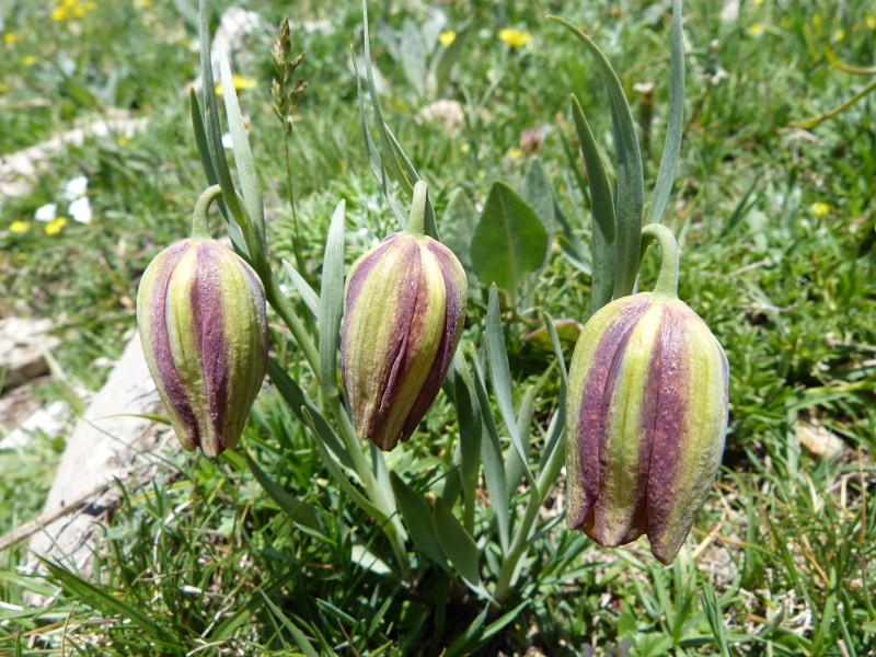 2014-06-15,fritillaria.jpg