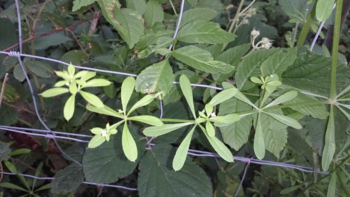 Galium a. Gaillet gratteron (Copier).JPG